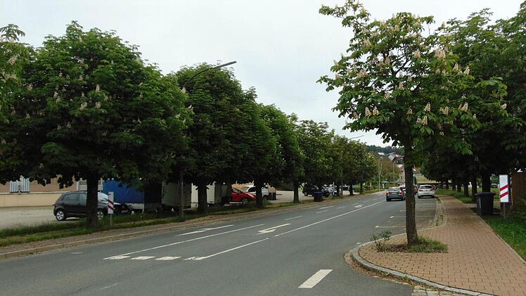 Im November werden die ersten Bäume in der Igensdorfer Kastanienallee gefällt werden.  Foto: Petra Malbrich