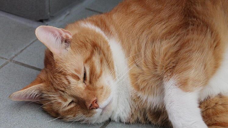 Es ist zu warm... Sammy macht  ein Nickerchen. Foto: Julia Heimberger