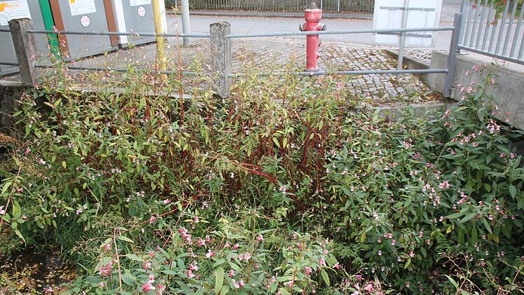 Am Ufer des Zentbach hat das indische Springkraut schon breit gewuchert.Foto: Stefanie Gleixner