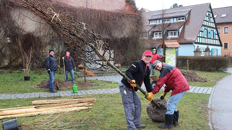 Mit vereinten Kräften transportierten Harald Kaiser (links) und Karl Zink den Baum. Im Hintergrund arbeiten Wolfgang Thoma (von links), Renate Heimann und Joachim Schneider an den anderen Pflanzstellen.  Foto: Evi Seeger