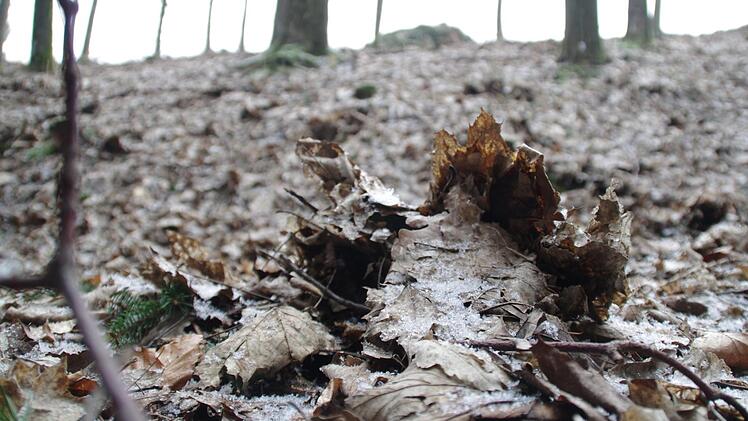 Hier hat Grimbart seine Spur hinterlassen.  Foto: Marco Meißner