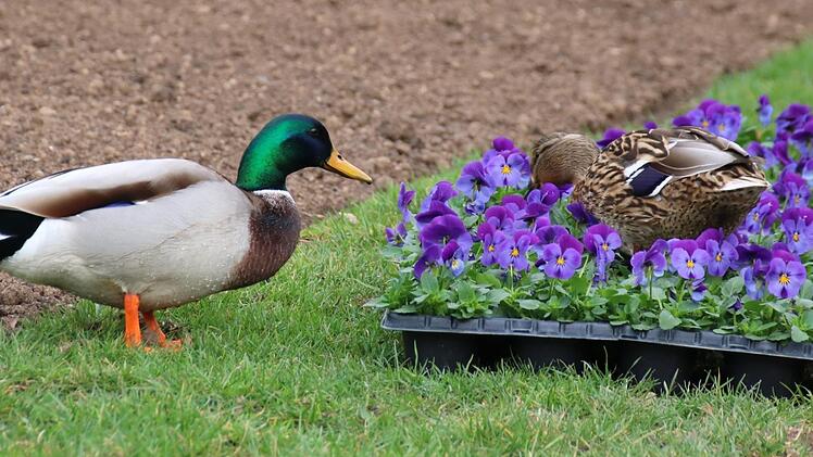Während die Gärtnerinnen eifrig pflanzen, testet dieses Entenpärchen, ob die Garten-Stiefmütterchen auch schmecken.  Fotos: Kathrin Kupka-Hahn