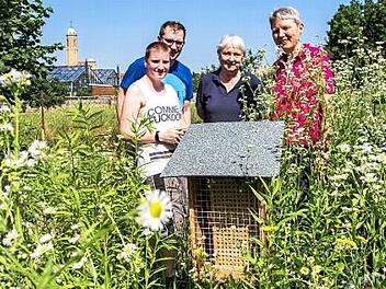 In einer Nisthilfe entstehen j&auml;hrlich bis zu 2000 Wildbienen. Foto: p