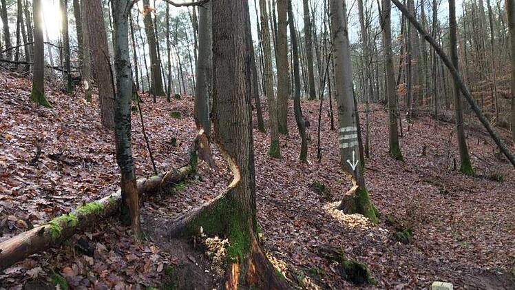 In einem privaten Wald bei Unterpreppach nagt ein Biber an großen Bäumen und bringt diese zu Fall. Auch zu Überschwemmungen, verursacht durch einen Biber, kommt es aktuell im Gemeindegebiet.  Foto: privat