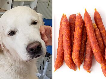 Hund frisst mit Nadeln präparierte Wurstköder Hund frisst mit Nadeln präparierte Wurstköder