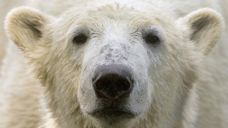 Eisbär Knut