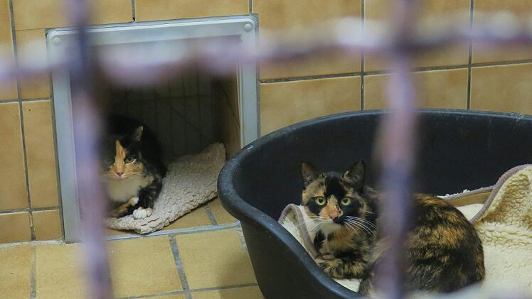 Die Quarantänestation ist aufgrund der alljährlichen Katzenschwemme an ihrer Kapazitätsgrenze.