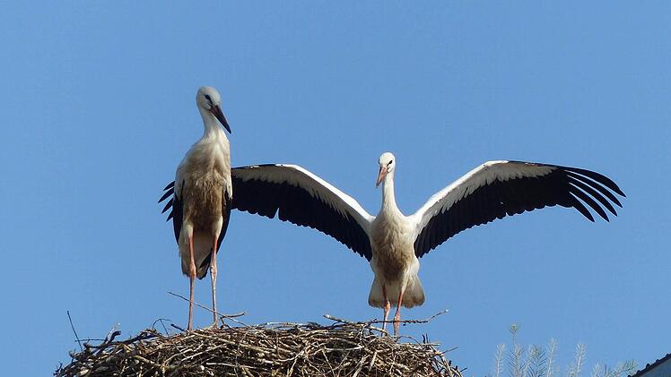Abflugbereit - in vielen Dörfern des Kaukasus ist Meister Adebar zuhause. Foto: Manfred Wagner