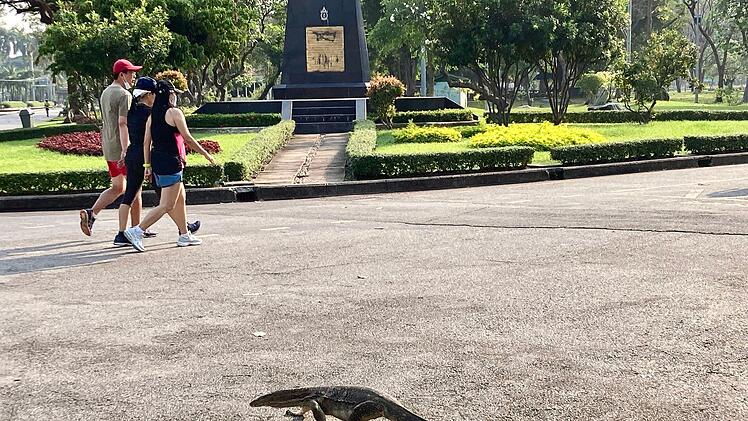 Bindenwarane in Bangkok