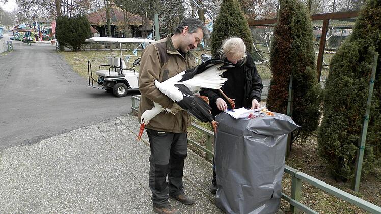 Ein Storch wird beringt.