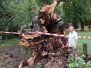 Wie mächtig die umgestürzte Linde war, zeigt dieses Bild. Der Wurzelstock ist höher als Rainer Henneberger, der als Bub oft dort gespielt hat. Fotos: Heike Beudert