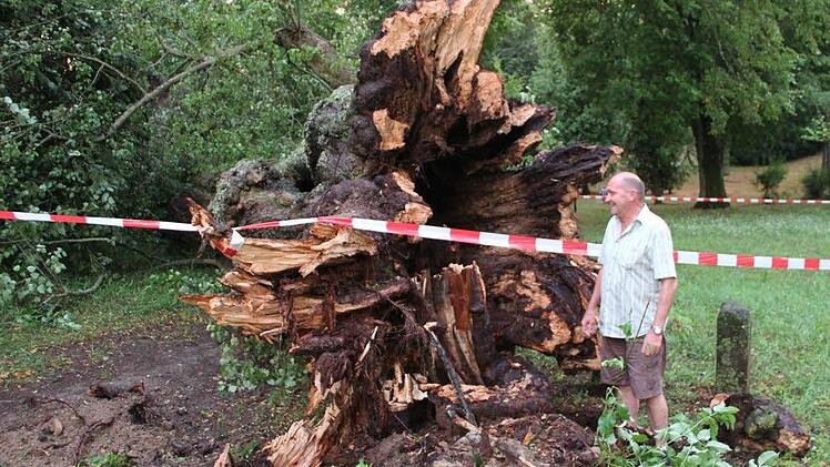 Wie mächtig die umgestürzte Linde war, zeigt dieses Bild. Der Wurzelstock ist höher als Rainer Henneberger, der als Bub oft dort gespielt hat. Fotos: Heike Beudert