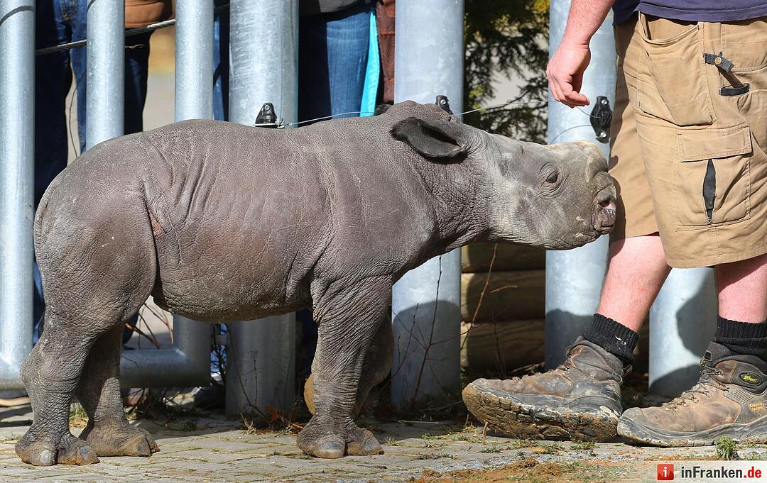 Nashorn-Nachwuchs in Augsburg