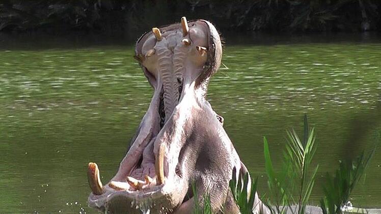 Ein Flusspferd - im Nationalpark Tsavo West fotografiert.Günther Schneider