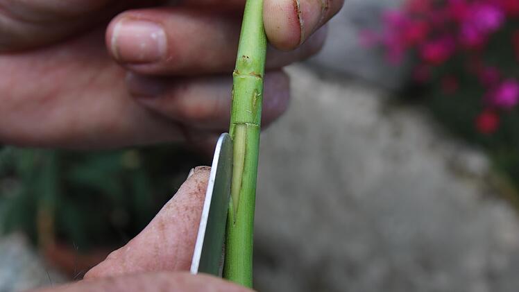 Rosen Veredeln: 1. Die beste Zeit für die Veredelung von Rosen ist Ende Juli bis Anfang September. Der verwendete Trieb sollte ein Neutrieb der Unterlage sein. Dort macht man mit einem kleinen scharfen Messer einen T-Schnitt. Den Rindenflügel dann...