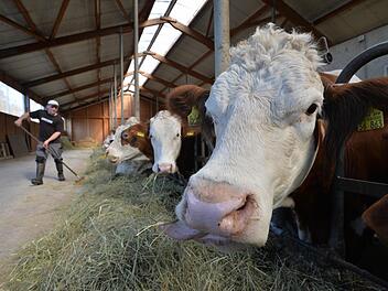 Im Schnitt gibt eine Kuh von Familie Kraus am Tag 30 Liter Milch. Matthias Kraus füttert die Kühe mit Heu.  Fotos: Ronald Rinklef