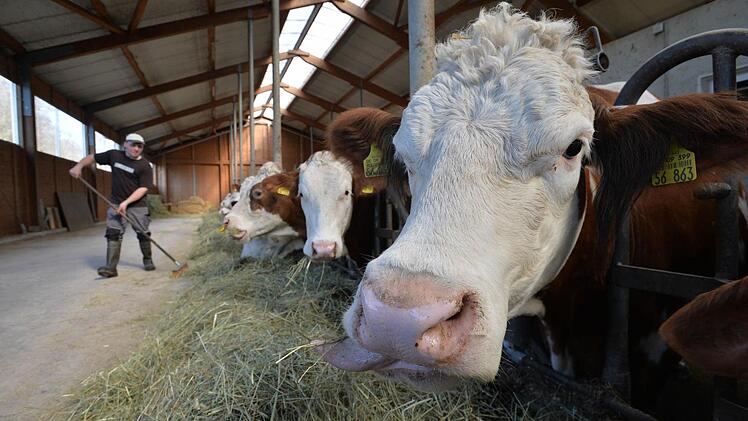 Im Schnitt gibt eine Kuh von Familie Kraus am Tag 30 Liter Milch. Matthias Kraus füttert die Kühe mit Heu.  Fotos: Ronald Rinklef