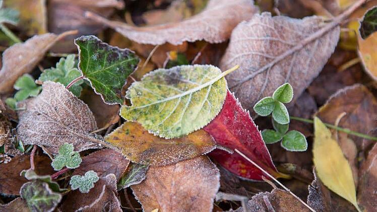 Ideal ist ein Abdecken des Bodens mit Laub, das eine hohe Gerbsäure enthält. Foto: Barbara Herbst