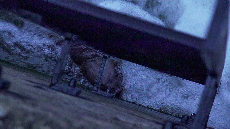 Biber in Auffangbecken gefangen: Einsatzkr&auml;fte versuchen Tier zu retten