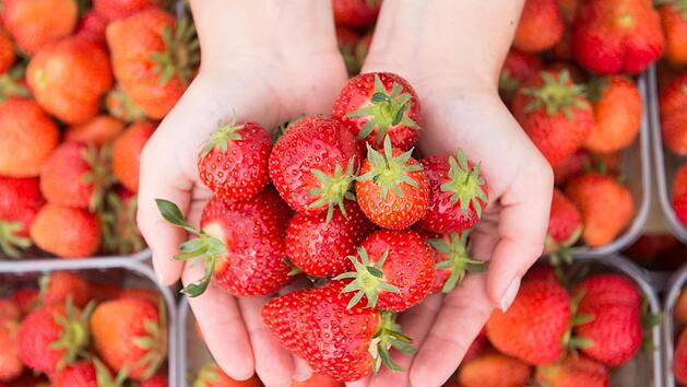 Anfang August ist die beste Zeit für eine Neupflanzung von Erdbeeren, denn nach zwei Jahren Standzeit beginnen die Erdbeerbestände mit dem Abbau. Foto: dpa
