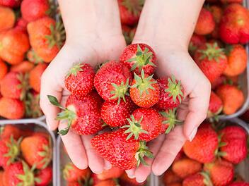 Anfang August ist die beste Zeit für eine Neupflanzung von Erdbeeren, denn nach zwei Jahren Standzeit beginnen die Erdbeerbestände mit dem Abbau. Foto: dpa