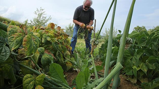 Dem Garten tat der starke Regen in den letzten Tagen gut. Vor allem Gemüsepflanzen können in Verbindung mit Wärme jetzt keimen. Foto: Barbara Herbst