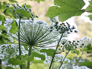 Riesen-Bärenklau im StadtforstFoto: Heike Beudert