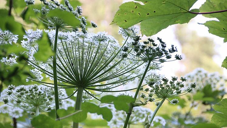 Riesen-Bärenklau im StadtforstFoto: Heike Beudert