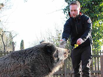 Förster Tobias Wallrapp hat "Odin" bei sich aufgenommen und ihm Asyl auf Zeit gewährt. Lange hat er nach einem dauerhaften Zuhause für das Wildschwein gesucht. Jetzt darf das Tier endlich umziehen. Foto: C. Schmitt