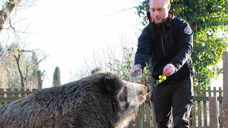 Förster Tobias Wallrapp hat "Odin" bei sich aufgenommen und ihm Asyl auf Zeit gewährt. Lange hat er nach einem dauerhaften Zuhause für das Wildschwein gesucht. Jetzt darf das Tier endlich umziehen. Foto: C. Schmitt