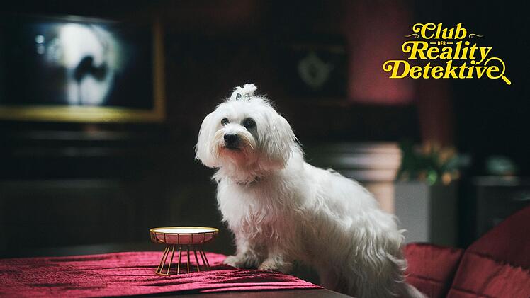 Die Hundedame Coco geh&ouml;rt der fiktiven Schlossherrin Madam S. und wurde von drei Dieben entf&uuml;hrt. Aber von wem? Das m&uuml;ssen die Realitystars in 20 Folgen herausfinden.