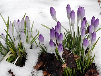 Kalendarischer Frühlingsanfang ist am Mittwoch, dem 20. März. Wann das Wetter den Frühling bringt, ist aber immer noch nicht abzusehen. Foto: Holger Hollemann/dpa