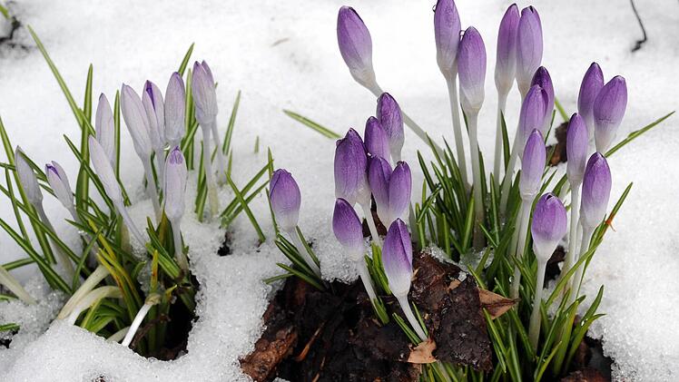 Kalendarischer Frühlingsanfang ist am Mittwoch, dem 20. März. Wann das Wetter den Frühling bringt, ist aber immer noch nicht abzusehen. Foto: Holger Hollemann/dpa