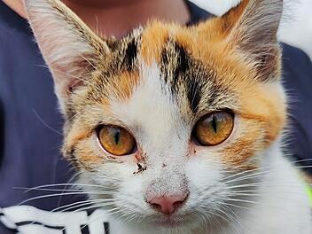 Feuerwehr Landshut rettet Katze aus Auto