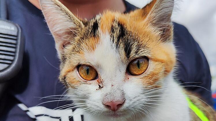 Feuerwehr Landshut rettet Katze aus Auto