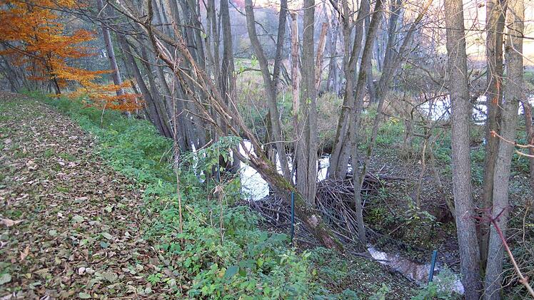 Vorher stand hier alles unter Wasser. Heute ist der Untergrund für die zukünftige Plattform aufgeschüttet. Von hier aus sind die Dämme der Biber schon gut zu sehen. Foto: Julia Raab