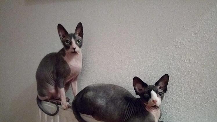 Marbel und Balu - ganz Sphinx. Schenk