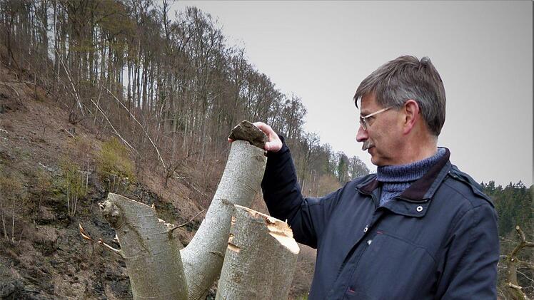 Für Roland Fraas macht es keinen Sinn, den Baum in dem Radikalschnitt stehen zu lassen. Foto: Werner Reißaus