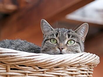 Marinara ist auf der Suche nach einem Zuhause, bei dem ihr auch Freigang ermöglicht wird.