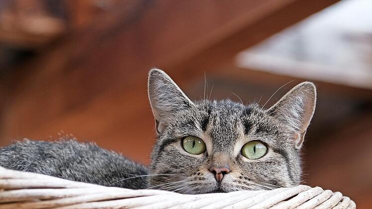 Marinara ist auf der Suche nach einem Zuhause, bei dem ihr auch Freigang ermöglicht wird.