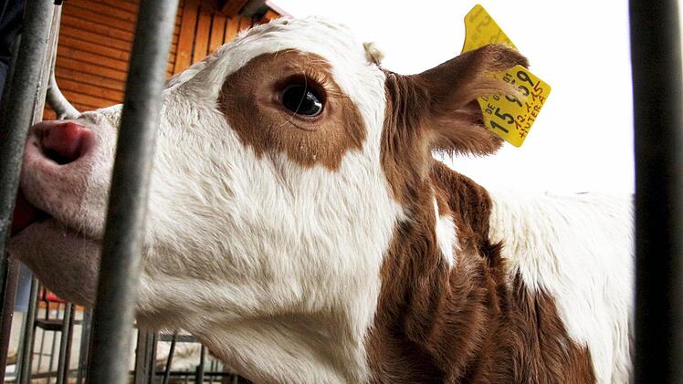 Ein Laser tastet das Euter ab und setzt die Melkbecher an. Foto: Josef Hofbauer