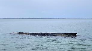 Befreiter Buckelwal strandet erneut