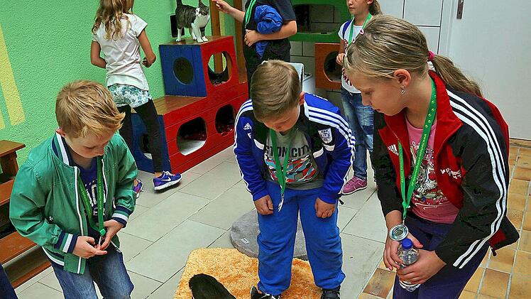 Ein Besuch bei den Katzen gehört für die jungen Besucher des Ferienprogramms zu den großen Attraktionen. Manche von ihnen haben noch nie einen Stubentiger gestreichelt.  Foto: Dieter Britz