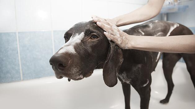 Hund sind nicht immer begeistert, wenn sie gebadet werden.