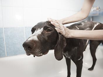 Hund sind nicht immer begeistert, wenn sie gebadet werden.