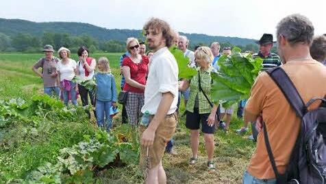 Auf mehreren Flächen baut der Bio-Landwirt Mario Hümpfer verschiedene Rhabarbersorten an, die hauptsächlich zu Saft verarbeitet wer-den. Foto: Oswald Türbl