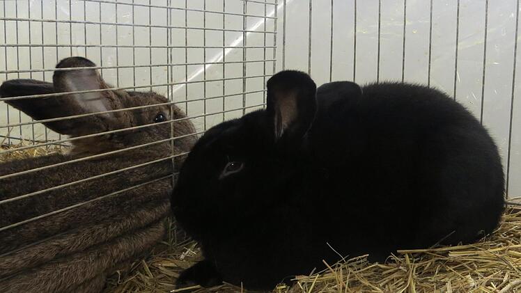 Ein Kaninchen war schöner als das andere.  Richard Sänger