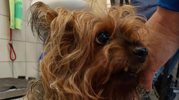 Tierheim Nürnberg: Terrier Whiskey kam völlig verwahrlost an - jetzt ist er bereit für den Neustart