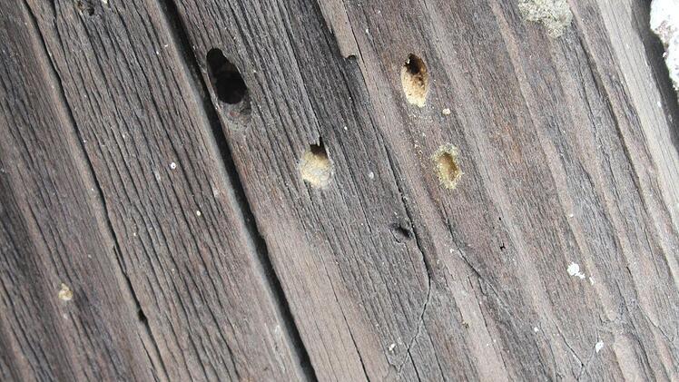 Diedr Bohrl&ouml;cher, &uuml;berall im Holz der Bauernmarktscheune zu finden, sind ein Zeichen daf&uuml;r, dass sich hier der Holzbock ausgebreitet hat. Foto: Sonny Adam