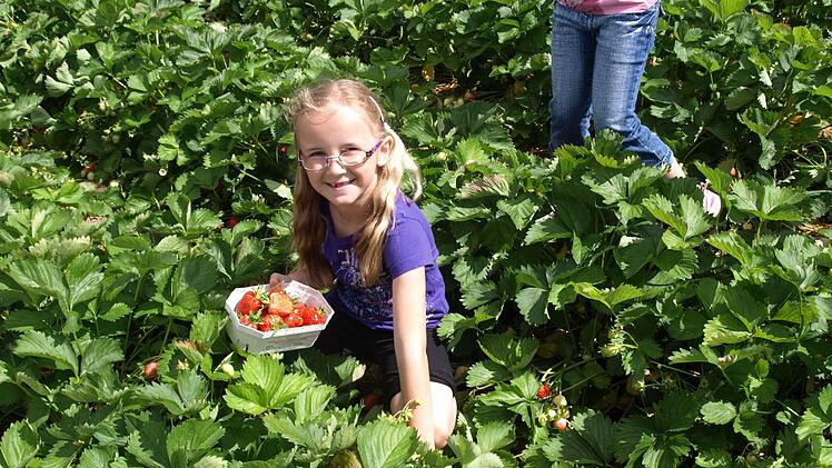 Selig inmitten von zahllosen Erdbeerstauden. Hanna sammelt und nascht leckere Erdbeeren. Fotos: Susanne Deuerling